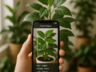 Como identificar sua planta com o celular: guia prático dos melhores apps